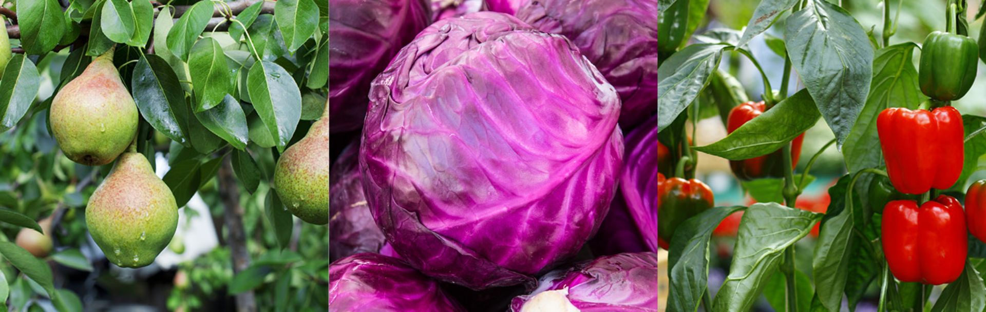 Landgard Ost Obst & Gemüse (Chemnitz)